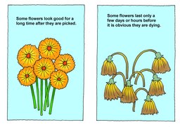 04_Picked_Flowers