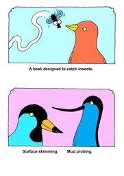 02_Bird_Beaks: Birds