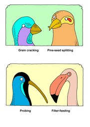 03_Bird_Beaks: Birds